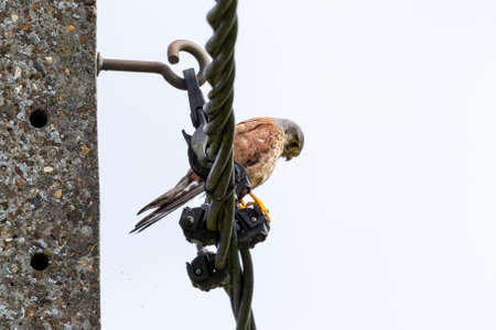 A portrait of a common kestrel sitting perched high on an electricity wire. the bird of prey has a white belly with brown spots, brown wings and a blue and gray head.の写真素材