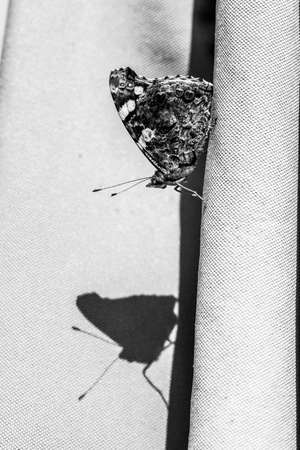 A black and white portrait of a red admiral or atalanta butterfly and its shadow sitting on the folds of a piece of umbrella fabric. The vanessa atalanta insect was resting.の写真素材