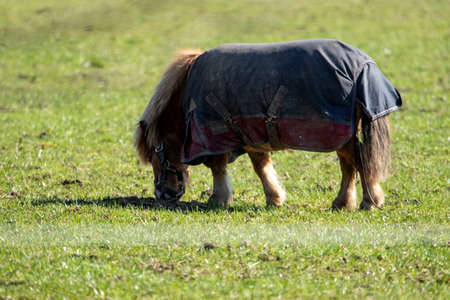 A portrait of a shetland pony wearing a saddle blanket, saddle cloth, numnah or saddle pad grazing on a grass field.の写真素材