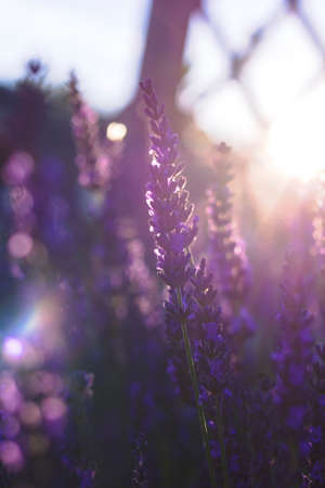 A portrait of a branch of lavender being hit by sunlight during golden hour. The purple medicinal flower has a great relaxing fragrance and smells very good.の写真素材
