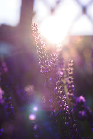 A portrait of a purple flower of a lavender bush during golden hour. The branch is getting hit by...