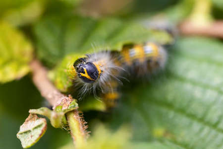 Macro portrait of a phalera bucephala caterpillar sitting on a leaf of a hazelnut tree. The insect is also called a buff-tip and is yellow with black stripes and has white fur. It's crawling around.の写真素材