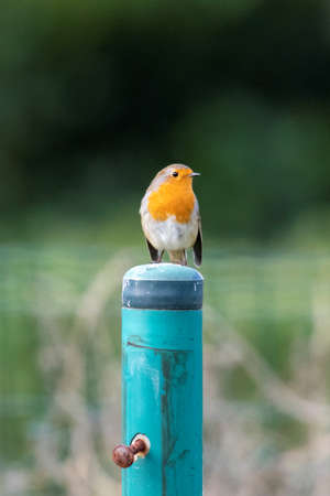 A portrait of a robin bird sitting on a green post. The animal is also called a redbreast or looking around.の写真素材