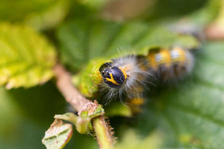 Macro portrait of a buff-tip caterpillar sitting on a leaf of a hazelnut tree. The insect is also called a phalera bucephala and is yellow with black stripes and has white fur. It's crawling around.の写真素材