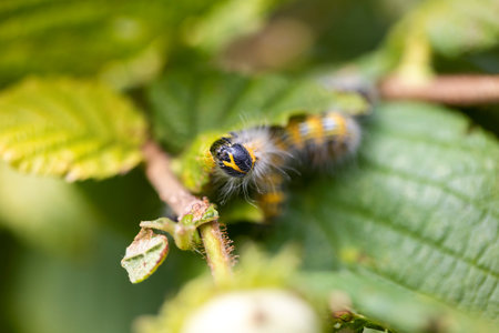 A portrait of a phalera bucephala caterpillar sitting on a leaf of a hazelnut tree. The insect is also called a buff-tip and has white fur and has black stripes and is yellow. It's crawling around.の写真素材