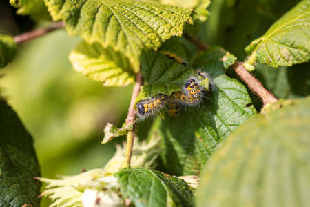 A sunny portrait of a group of buff-tip caterpillars sitting, crawling on a leaf of a hazelnut tree. The insect is also called a phalera bucephala and is yellow with black stripes and has white fur.の写真素材