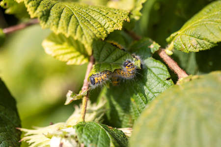 A group of buff-tip caterpillars sitting on a leaf of a hazelnut tree. The insect is also called a phalera bucephala and is yellow with black stripes and has white fur. It's crawling around.の写真素材