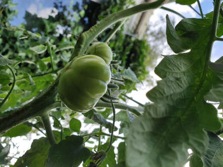 A portrait of beef or beefsteak tomatoes still hanging from the branch of the plant or bush. The unripe vegetable is still growing early in the season.の写真素材