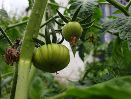 A portrait of unripe beef or beefsteak tomatoes still hanging from the branch of the plant or bush. The vegetable is still growing early in the season.の写真素材