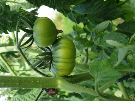 A portrait of unripe beefsteak or beef tomatoes still hanging from the branch of the plant or bush. The vegetable is still growing early in the season.の写真素材