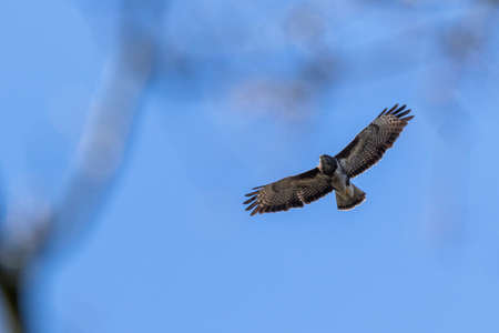 A portrait of a common buzzard or buteo buteo flying in a blue sky. The bird of prey can be seen through the branches of the trees in a forest.の写真素材