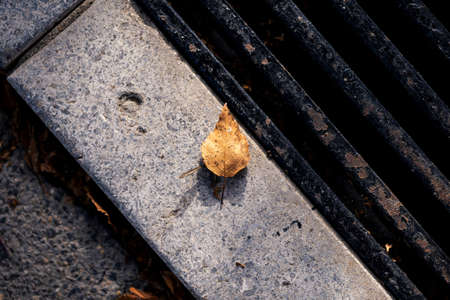 A closeup portrait of a yellow, brown and orange autumn leaf. The fallen leaf is lying on a concrete block next to a metal grill and in a ray of sunlight.の写真素材
