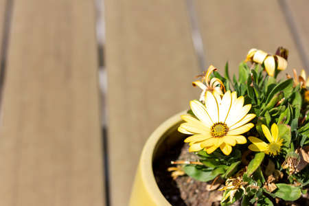 A portrait of a yellow spanish daisy flower standing in a flowering pot on a garden table in the direct sunlight.の写真素材