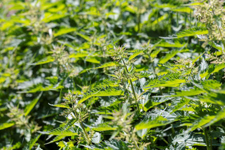 A sunny portrait of a bush of a urtica dioica, common-nettle or stinging nettle. The plant is often used for tea, soup or traditional medicine.の写真素材