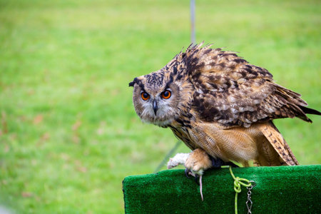 A portrait of a eurasian eagle owl, uhu or bubo bubo sitting on a stage piece during a falconer show. The bird of prey has a dead mouse in its claws and is eating it.の写真素材