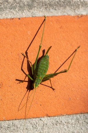 A top down portrait of a green speckled bush cricket or leptophyes punctatissima grashopper sitting on a red brick wall in the sun light. The insect has long feelers on its head and is quite large.の写真素材