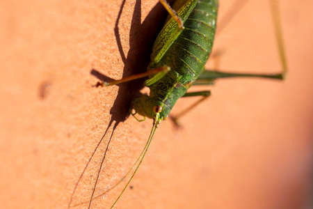 A macro portrait of a green speckled bush cricket or leptophyes punctatissima grashopper sitting on a red brick wall in the sun light. The insect has long feelers on its head and is quite large.の写真素材