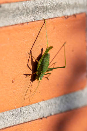 A top down portrait of leptophyes punctatissima or a green speckled bush cricket grashopper sitting on a red brick wall in the sun light. The insect has long feelers on its head and is quite large.の写真素材