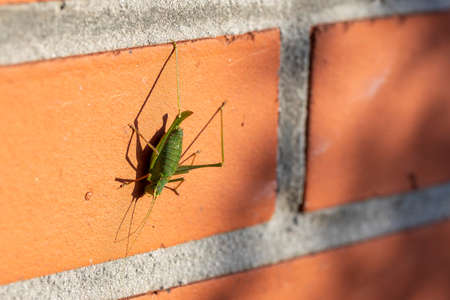 A sideways portrait of leptophyes punctatissima or a green speckled bush cricket grashopper sitting on a red brick wall in the sun light. The insect has long feelers on its head and is quite large.の写真素材