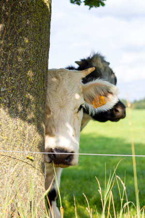 Brecht, Belgium - September 26 2021: A close up portrait of a white cow pop up from behind a tree and looking around it. Behind the animal there is another one present in the meadow.の写真素材