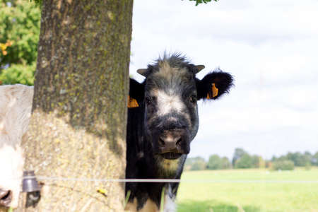 Brecht, Belgium - September 26 2021: A black and white cow standing next to a tree in a meadow or grass field and is looking around it. The curious animal has yellow tags in its ears.の写真素材