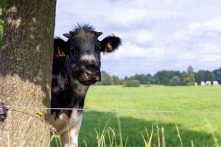 Brecht, Belgium - September 26 2021: A portrait of a black and white cow standing next to a tree in a field or meadow and looking around it. The friendly animal has yellow tags in its ears.の写真素材
