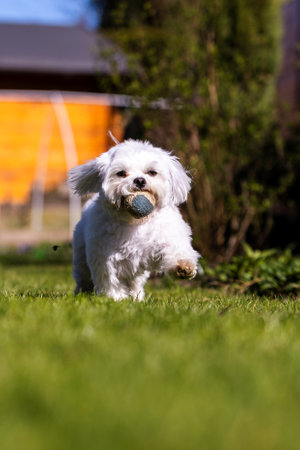 A portrait of a white boomer dog breed. The tiny domestic animal is playing and happily running...