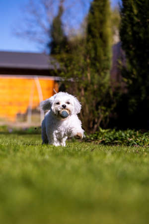 A portrait of a white boomer dog breed. The tiny domestic animal is playing and happily running around on a grass lawn in a yard with a ball in its mouth.の写真素材
