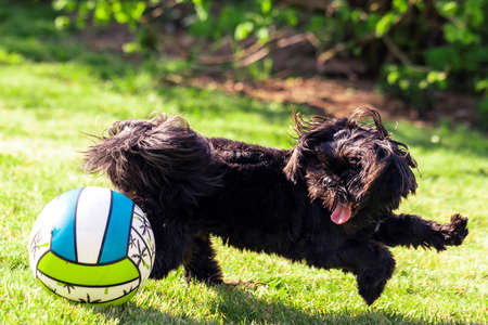 A portrait of a black shi tzu canine dog running along side a ball in a grass lawn. The animal is...