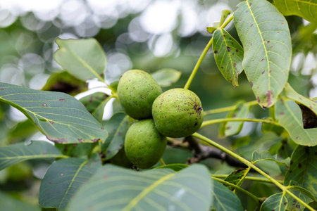 A portrait of a few healthy but still unripe walnuts still in their green peel or shell hanging on a walnut tree. The growing fruit will be ready soon to eat.の写真素材
