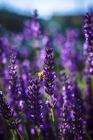 A portrait of a purple lavender flower with a bee hanging on the side of it part of a big bush...