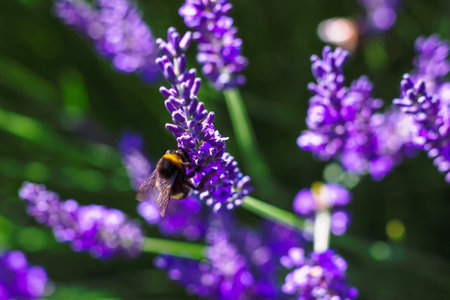 A close up portrait of a purple lavender flower with a bumblebee hanging on the side of it part of a big bush standing. The insect is collecting pollen.の写真素材