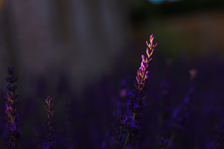 A portrait of a purple lavender flower appearing from the dark, because it gets hit with a bit of golden hour sunlight. The plant smells nice and is medicinal.の写真素材