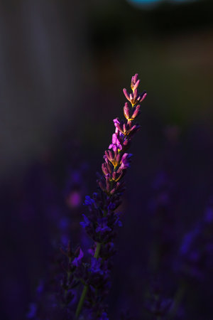 A close up portrait of a purple lavender flower appearing from the dark, because it gets hit with a bit of golden hour sunlight. The plant smells nice and is medicinal.の写真素材
