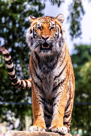 A glorious portrait of a siberian tiger standing proud on a rock. The striped dangerous predator is...