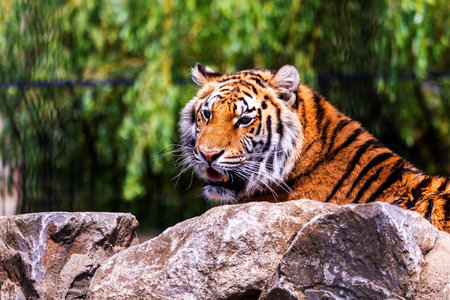 A portrait of a siberian tiger lying behind a rock and actively searching for some prey. The predator animal is a big cat and has an orange and white fur with black stripes.の写真素材