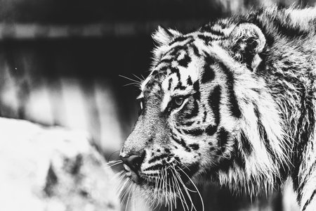 A black and white portrait of a siberian tiger looking around.The big predator animal looks very majestic. The big cat is scouting for prey.の写真素材