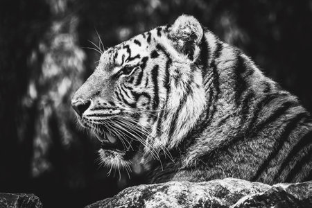 A black and white side portrait of a siberian tiger lying on a rock looking for some prey. The predator animal is a big cat and has an orange and white fur with black stripes.の写真素材