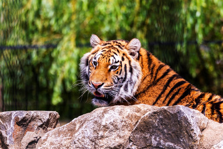 A portrait of a dangerous siberian tiger lying behind a rock and actively searching for some prey. The predator animal is a big cat and has an orange and white fur with black stripes.の写真素材