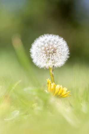 A portrait of a white dandelion standing in a grass lawn. The grass is blurred due to the small depth of field and the fluffy flower seeds are in focus of the taraxacum officinale.の写真素材