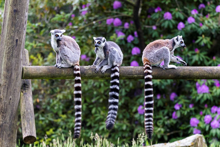 A portrait of 3 ring tailed lemurs sitting on a wooden beam in a zoo. the animals are looking around. the mammals are very cute and their long striped tales are hanging next to eachother.の写真素材