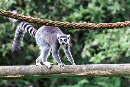 A close up portrait of a ring tailed lemur or maki walking across a wooden beam in a zoo. The wild mammal animal is looking around and is holding the beam with all 4 paws.の写真素材
