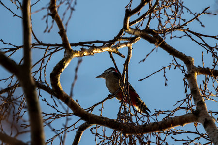 A portrait of a great spotted woodpecker or dendrocopos major sitting high on a branch looking...