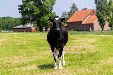 A portrait of a cow standing still in a grass meadow. The mammal animal is black with white legs and produces milk for dairy products.の写真素材