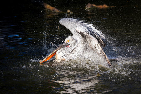 A close up portrait of an american white pelican flapping its wings in the water of a lake in order to clean and wash itself, splashing water around on a sunny day. The bird is surrounded by darkness.の写真素材
