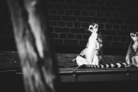 A funny horizontal black and white portrait of a zen master ring tailed lemur. It looks like the mammal animal is meditating in the sun on a rooftop.の写真素材