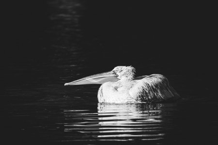 A black and white portrait of an american white pelican swimming in the water of a lake on a sunny day. The water bird is surrounded by darkness and is almost completely isolated from its environment.の写真素材