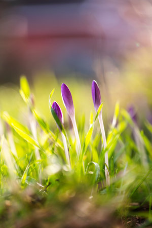 A portrait of three closed small purple crocus flowers standing in the grass of a garden during springtime. The plants are still growing and it is golden hour.の写真素材