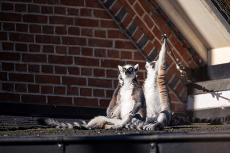 A portrait of three ring tailed lemurs sitting on a roof on a sunny day. One of them is reaching for an electrical wire, while the other one is looking up and dreaming.の写真素材