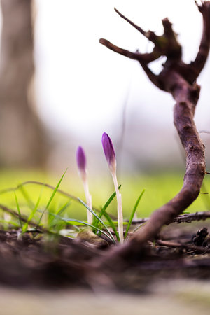 A portrait of two closed small purple crocus flowers standing in the grass next to a small twig of a garden during springtime. The plants are still growing on an overcast day.の写真素材
